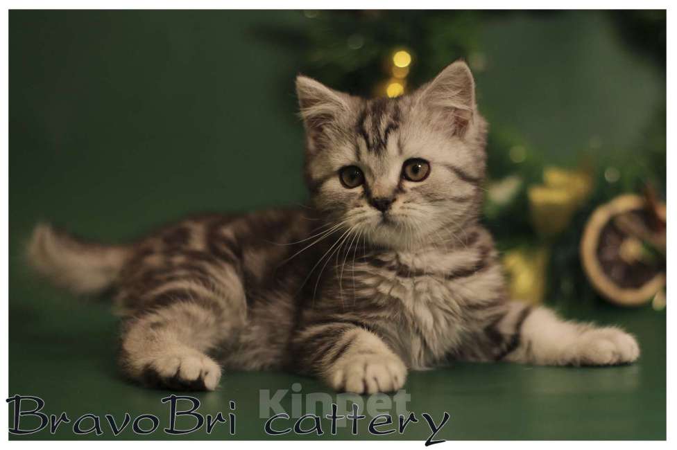 Кошки в Сургуте: Британский короткошерстный котенок Мальчик, 50 000 руб. - фото 2