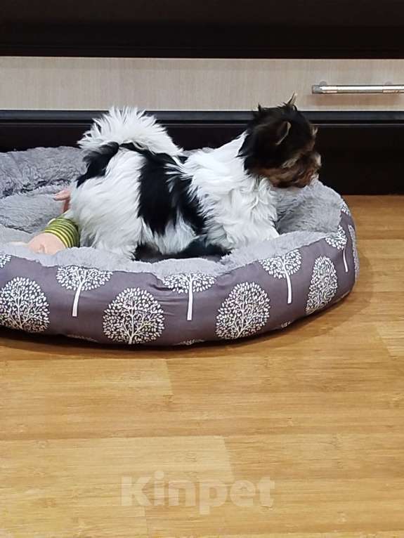 Собаки в Ульяновске: Девочка Девочка, 60 000 руб. - фото 2