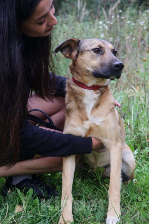 Собаки в Москве: Яся Девочка, Бесплатно - фото 27