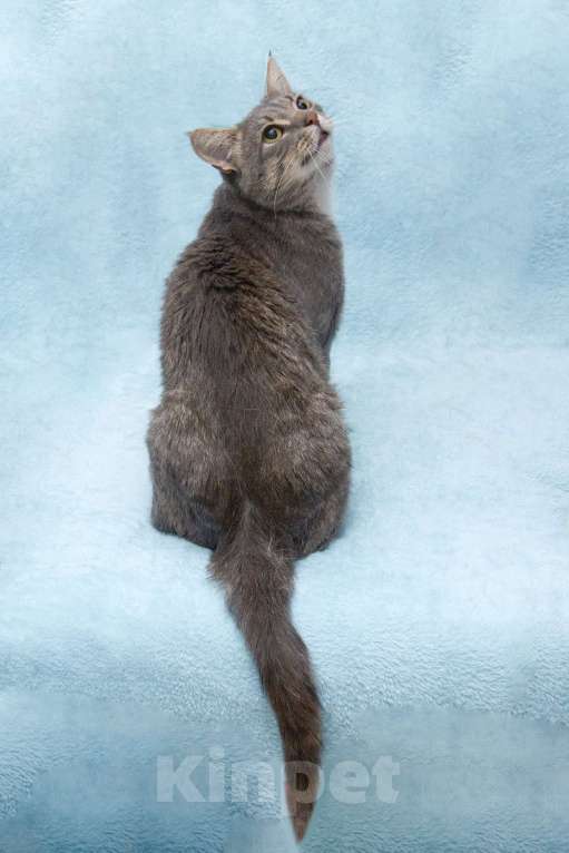 Кошки в Москве: Пушок ждет свою семью!  Мальчик, Бесплатно - фото 2