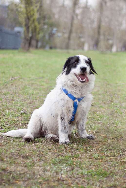 Собаки в Москве: Верный ласковый Сэмми в поисках заботливой семьи Мальчик, Бесплатно - фото 4
