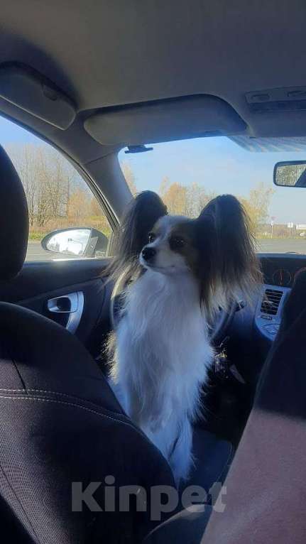 Собаки в Ярославле: Элитные щенки папийона Мальчик, 50 руб. - фото 7