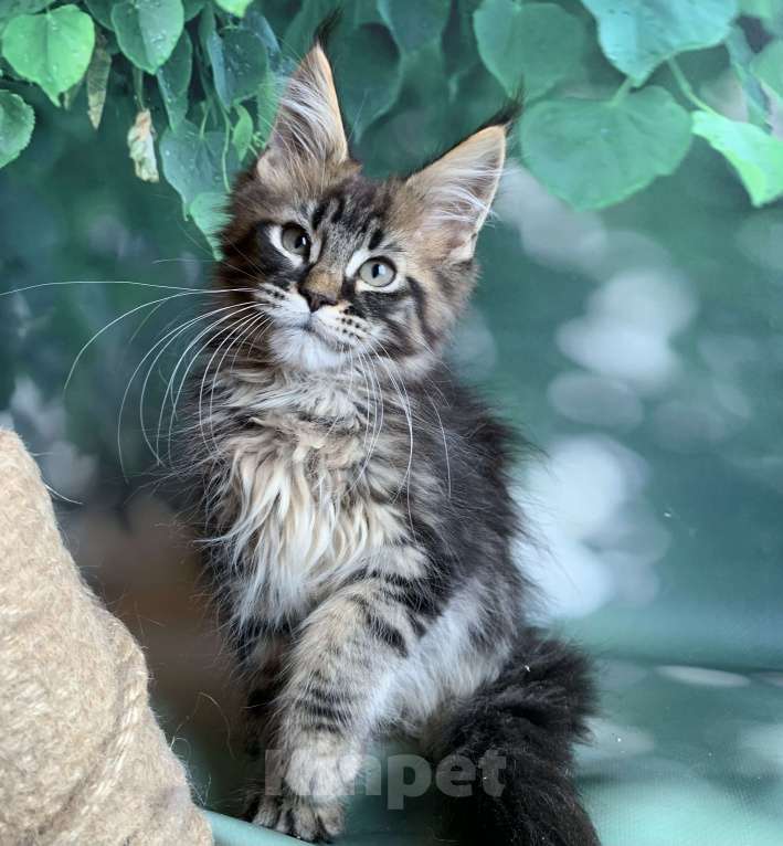 Кошки в Санкт-Петербурге: Котята мейн кун Мальчик, 50 000 руб. - фото 6