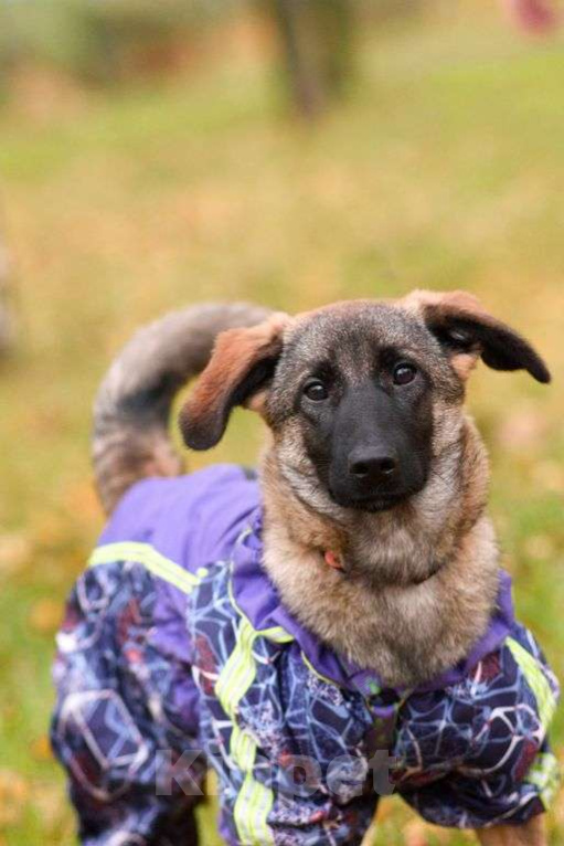 Собаки в Москве: Баффи Девочка, Бесплатно - фото 2