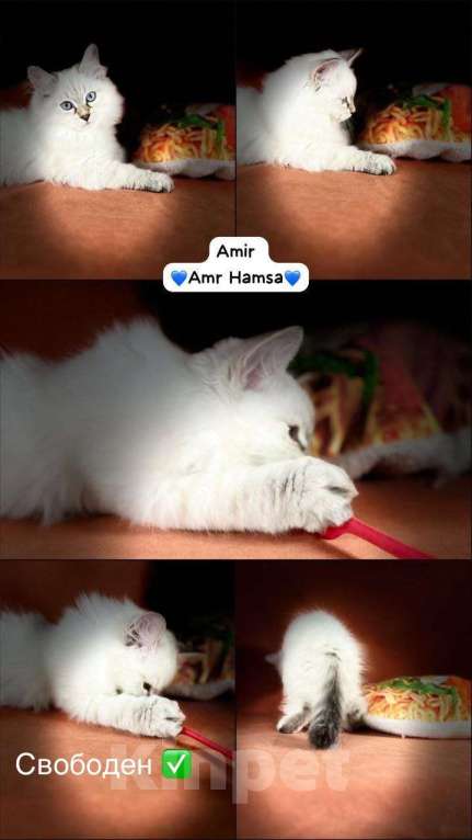 Кошки в Москве: Невский маскарадный котенок Мальчик, 40 000 руб. - фото 1