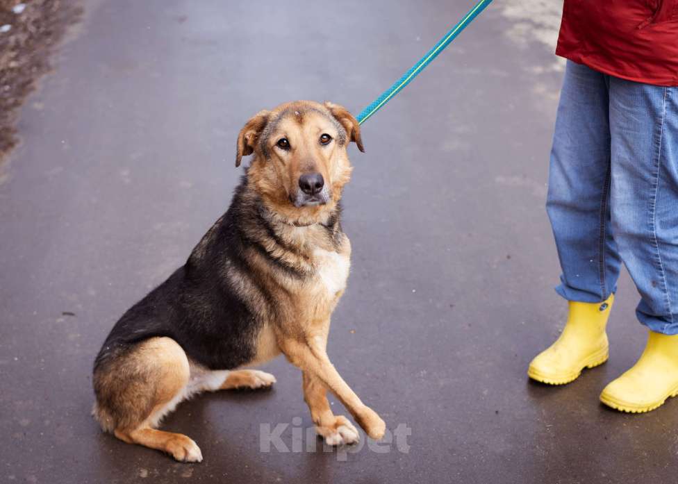 Собаки в Москве: Пёсик без одной лапки в добрые руки Мальчик, Бесплатно - фото 7