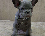 Собаки в Уфе: Продам щенков породы: Французский бульдог Мальчик, 20 000 руб. - фото 3