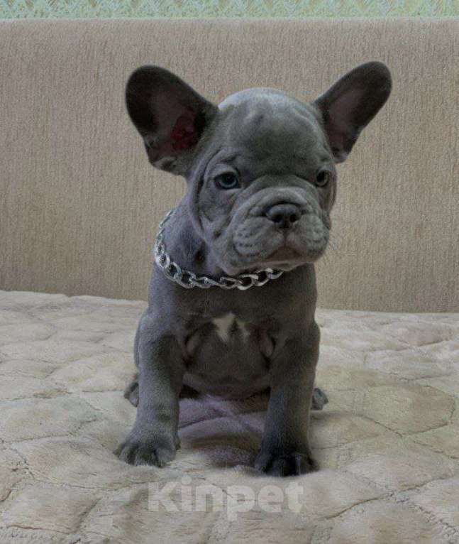 Собаки в Уфе: Продам щенков породы: Французский бульдог Мальчик, 20 000 руб. - фото 3