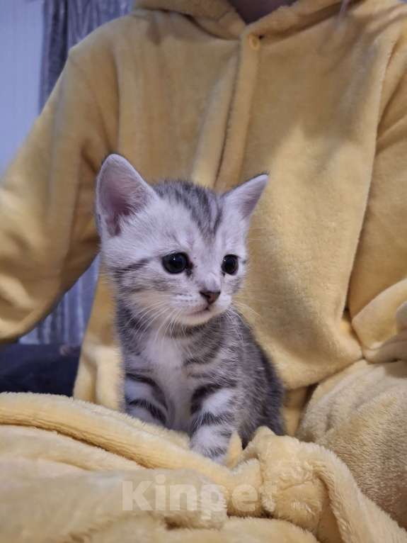 Кошки в Саратове: Британский котенок Мальчик, 7 000 руб. - фото 2