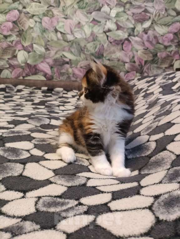 Кошки в других городах Новосибирской области: Котёнок Мейн-кун  Девочка, 18 000 руб. - фото 9