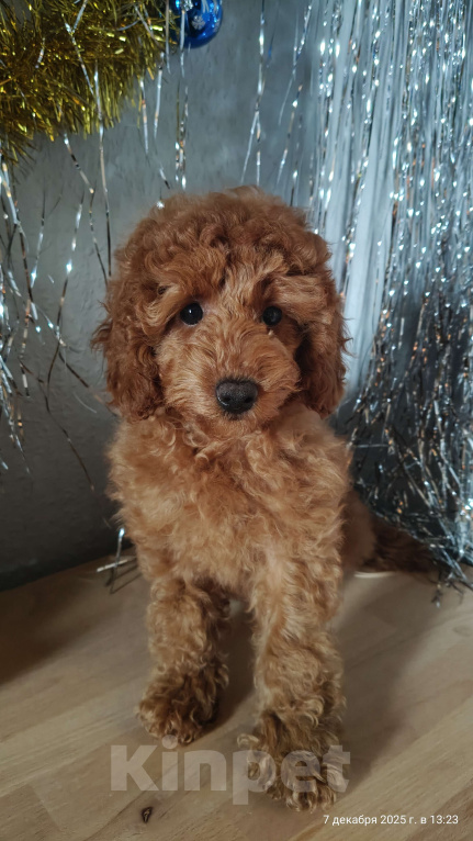 Собаки в Мытищах: Миниатюрный пудель Айва Девочка, 90 000 руб. - фото 1