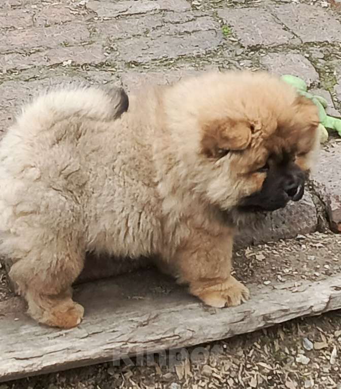 Собаки в Новосибирске: Чау чау щенок Девочка, Бесплатно - фото 2