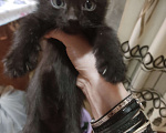 Кошки в Москве: Черный котенок Мальчик, 1 руб. - фото 3