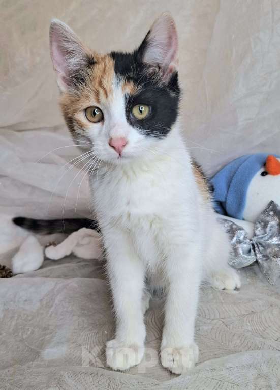 Кошки в Москве: Трехцветный котёнок в добрые руки  Девочка, Бесплатно - фото 6