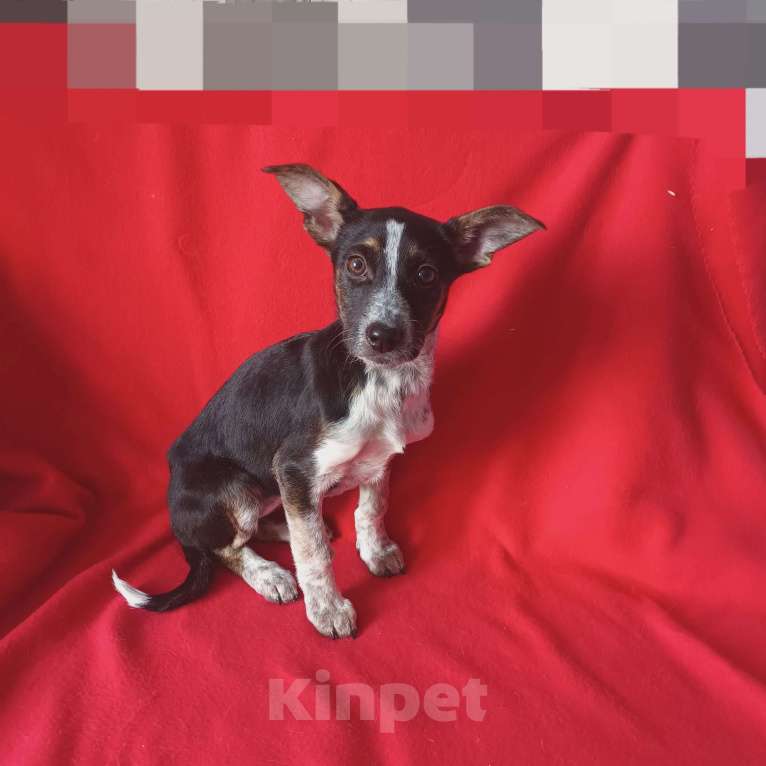 Собаки в Санкт-Петербурге: Щенок в добрые руки Девочка, 100 руб. - фото 3