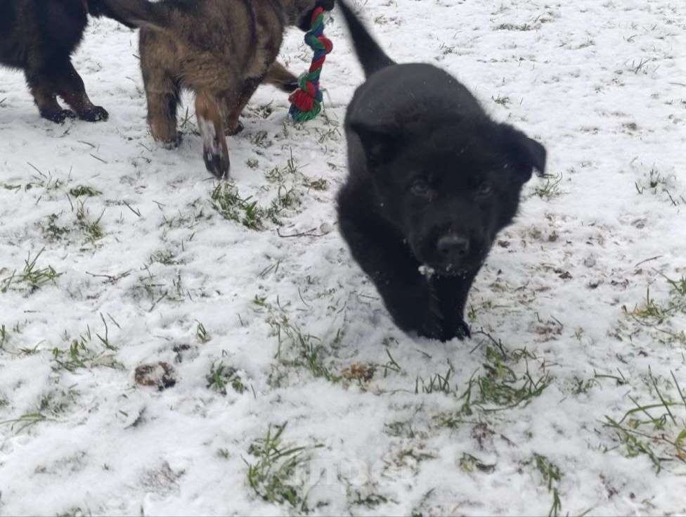 Собаки в Москве: щенки немецкой овчарки  Девочка, 50 000 руб. - фото 3