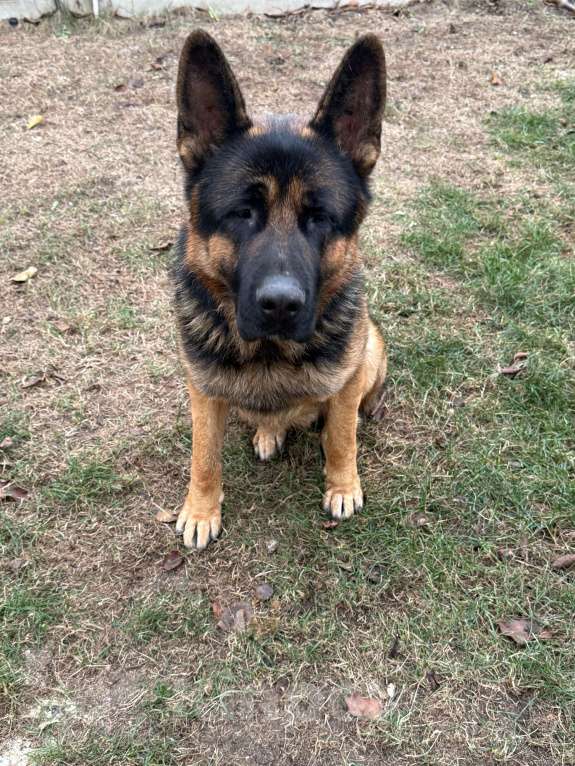 Собаки в Волгодонске: Собака  Мальчик, 30 000 руб. - фото 1