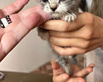 Кошки в Кемерово: Котята 1 месяц, родились 3 августа,  Мальчик, Бесплатно - фото 6