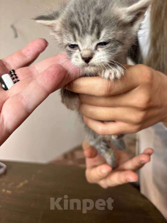 Кошки в Кемерово: Котята 1 месяц, родились 3 августа,  Мальчик, Бесплатно - фото 6