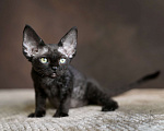 Кошки в Санкт-Петербурге: Девон-рекс котята черная девочка Девочка, Бесплатно - фото 3
