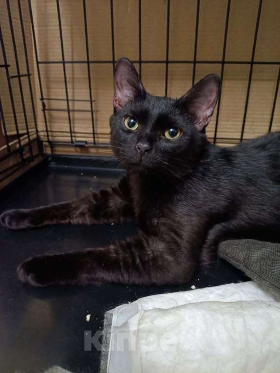 Кошки в Москве: Котенок-подросток ищет дом! Мальчик, Бесплатно - фото 2