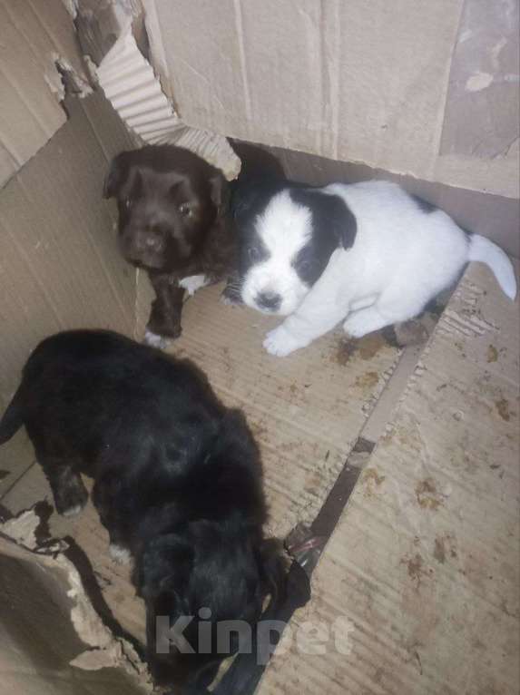 Собаки в Москве: В добрые руки . Мальчик, Бесплатно - фото 2