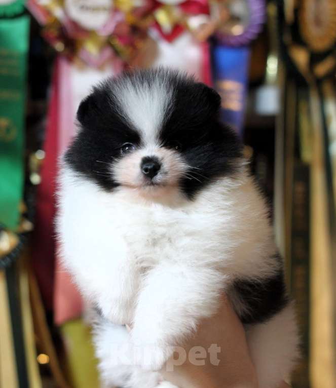 Собаки в Москве: Шикарная бело-черная девочка Девочка, 80 000 руб. - фото 1