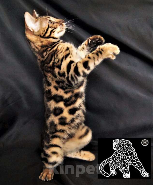 Кошки в Петропавловске-Камчатском: Бенгальский котенок. Питомник. Мальчик, Бесплатно - фото 8