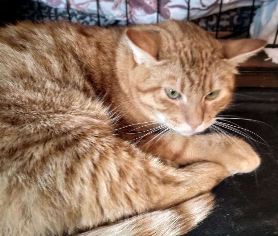 Кошки в Санкт-Петербурге: Кот в добрые руки Мальчик, Бесплатно - фото 3