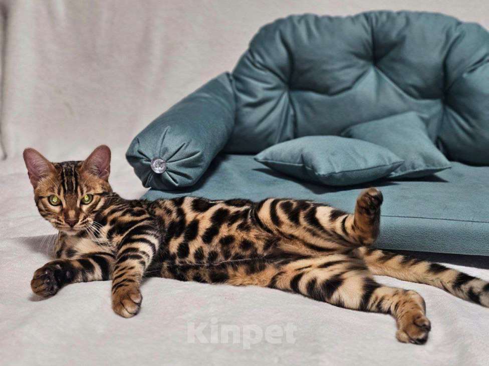 Кошки в Москве: Бенгальский котёнок Марсель Мальчик, 25 000 руб. - фото 6