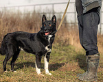 Собаки в Зеленограде: Север в добрые руки Мальчик, Бесплатно - фото 7