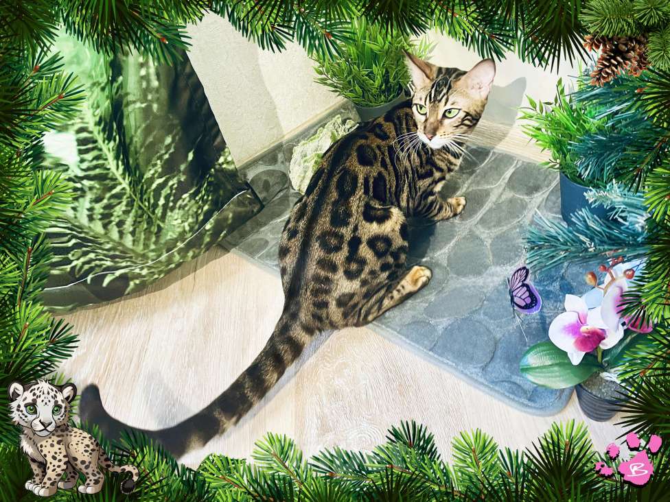 Кошки в Новосибирске: Клубная бенгальская кошечка Девочка, 15 000 руб. - фото 6