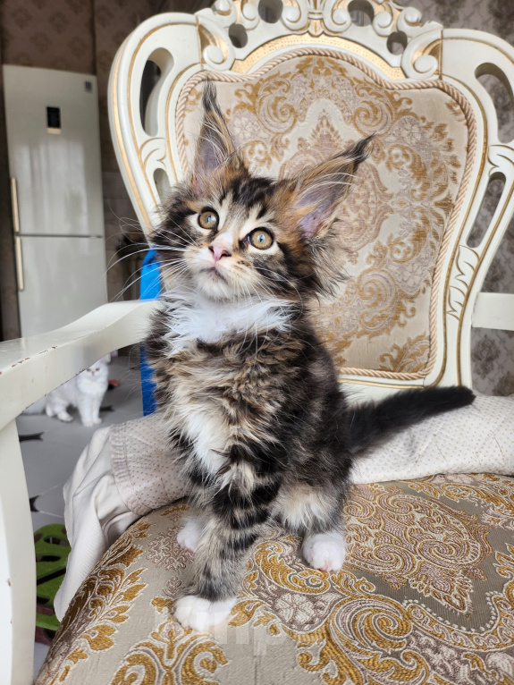 Кошки в Москве: Котята мейн-кун Мальчик, 40 000 руб. - фото 1