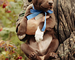 Собаки в Рыбном: Щенки в добрые руки Мальчик, Бесплатно - фото 2