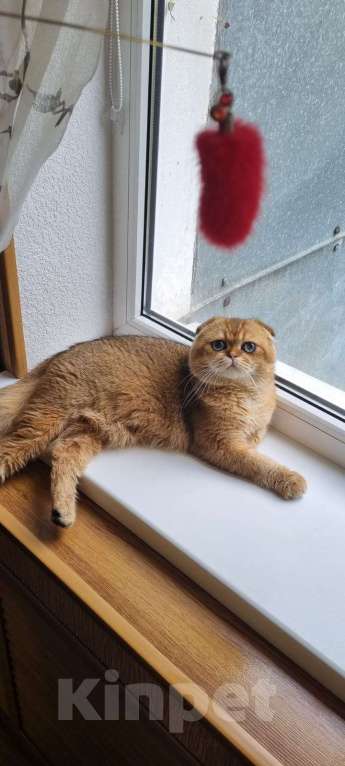 Кошки в Туапсе: Шотландский вислоухий котик ищет семью Мальчик, 55 000 руб. - фото 7