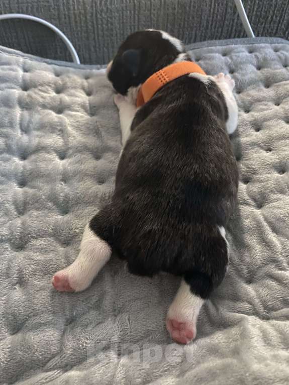 Собаки в Костроме: Щенок французского бульдога  Девочка, 35 000 руб. - фото 7