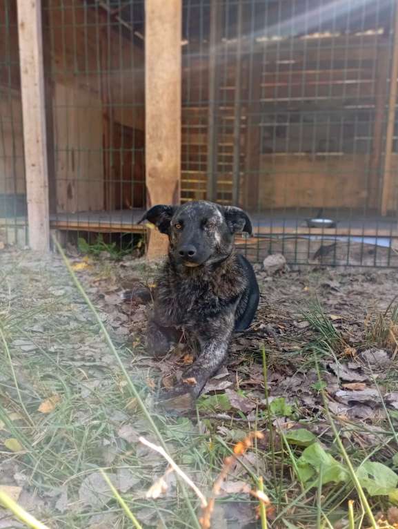 Собаки в других городах Владимирской области: Малышка в добрые руки Мальчик, Бесплатно - фото 4
