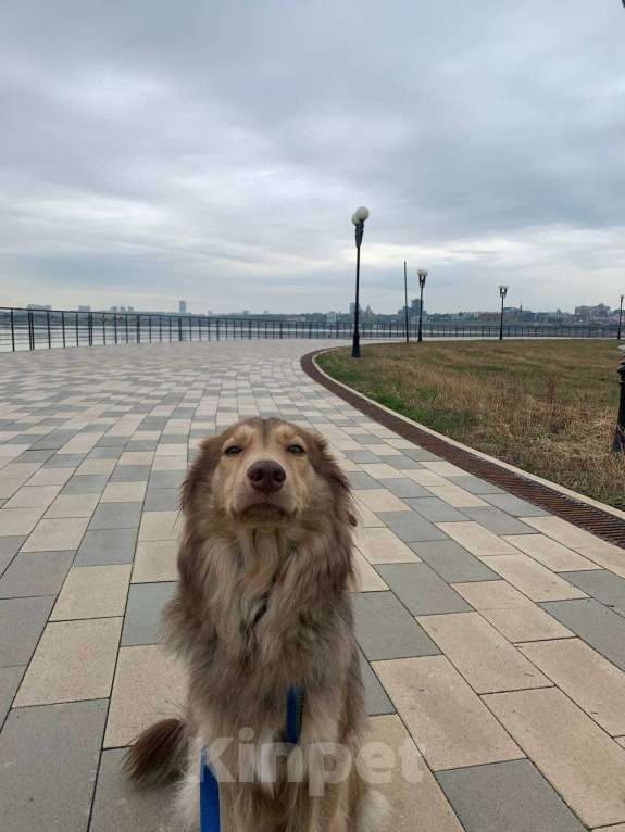 Собаки в Казани: Ищем заботливый дом для прекрасной австралийской овчарки Йоко Девочка, Бесплатно - фото 3