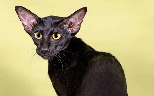 Ориентальная кошечка