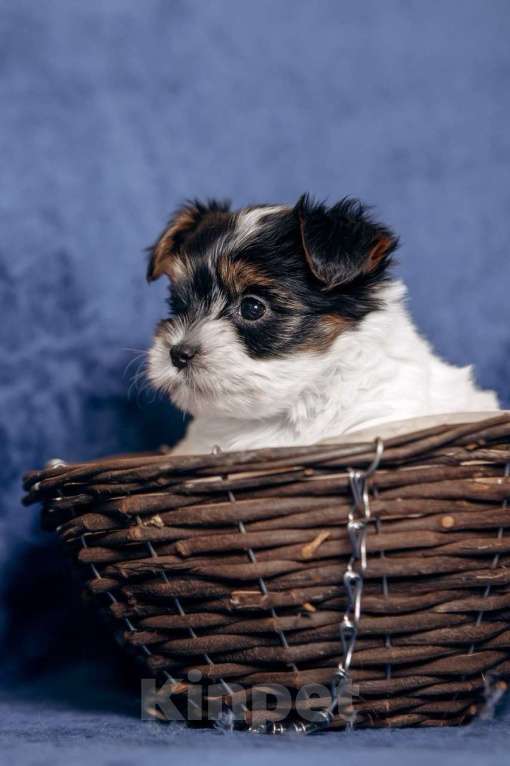 Собаки в Москве: Щенки бивер йорка Мальчик, 60 000 руб. - фото 2