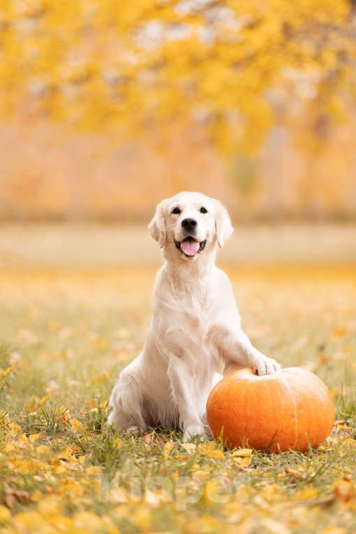 Собаки в Белгороде: Щенки золотистого ретривера Девочка, Бесплатно - фото 3