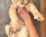 Кошки в Дмитрове: Котенок мейн-кун полидакт Девочка, 35 000 руб. - фото 2