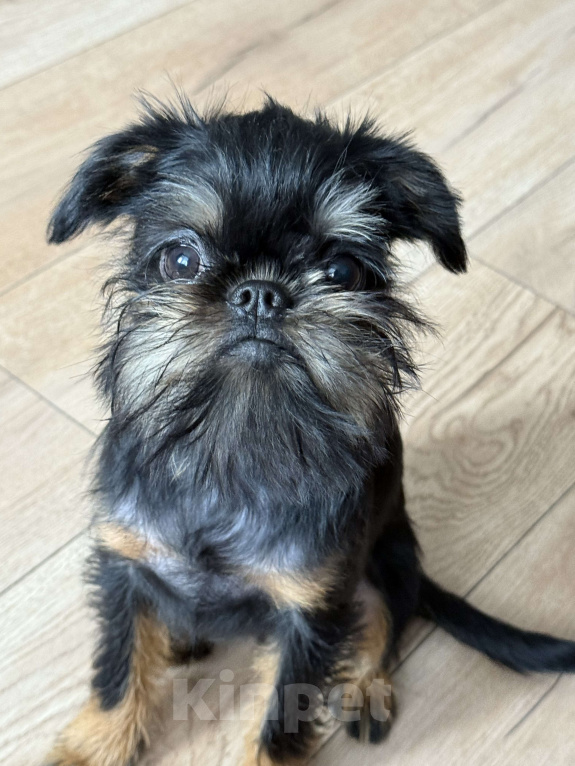 Собаки в Перми: Шикарные щенки бельгийского гриффона Девочка, 40 000 руб. - фото 3