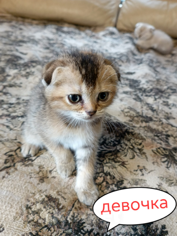 Кошки в Санкт-Петербурге: Шотландский вислоухий котенок(девочка) Девочка, 12 000 руб. - фото 2