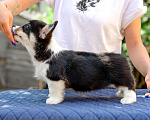 Собаки в Армавире: Мальчишка редкого черноголового окраса Мальчик, 100 000 руб. - фото 6