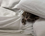 Кошки в Краснодаре: котенок в добрые руки Мальчик, Бесплатно - фото 4