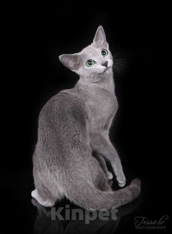 Кошки в Калининграде: Выведена из программы разведения. Чистокровная, чемпион Европы Девочка, Бесплатно - фото 2