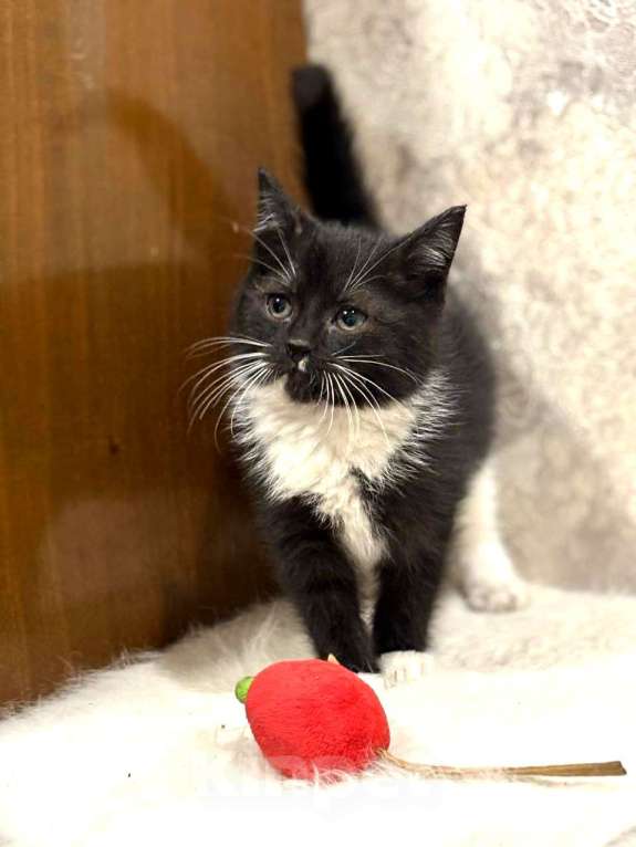 Кошки в Москве: Пушистый Фунтик. Котенок в добрые руки. Мальчик, Бесплатно - фото 6