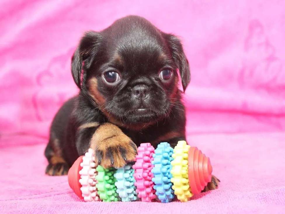 Собаки в Санкт-Петербурге: Шалунья Девочка, 80 000 руб. - фото 8