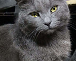 Кошки в Коломне: Кот Проша ищет любящее сердце Мальчик, Бесплатно - фото 2
